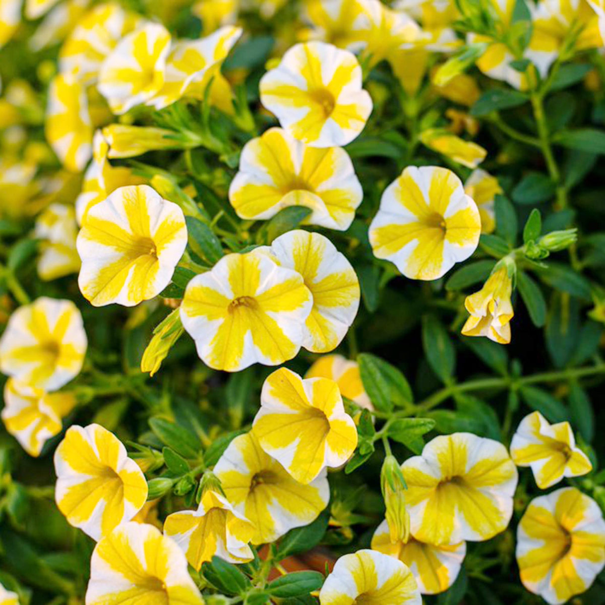Petunia Lemon Slice Superbells Calibrachoa Purple Plant - for planting in home garden