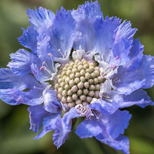 Pincushion Seeds (Scabiosa atropurpurea) for seasonal color across the Flower Bed & Garden