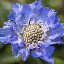 Blue Scabiosa Seeds for seasonal color across the pollinator gardens