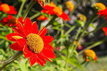 Mexican Sunflower Seeds (Tithonia diversifolia) for a lasting display in the Flower Bed & Garden