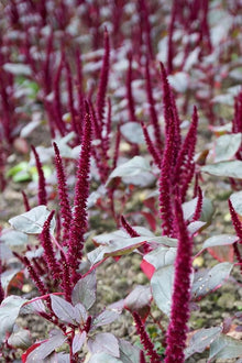 Amaranth Seeds (Amaranthus hypochondriacus) for seasonal color across the kitchen garden or backyard beds