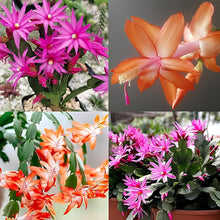 Christmas Cactus Schlumbergera truncata flower seeds for indoor pots and home decor planting - for planting in home garden