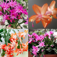 Zygocactus Schlumbergera Truncata Rainbow Seeds known for indoor Decorative Planting