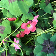 Oxalis Triangularis Mixed Seeds for reliable seasonal color