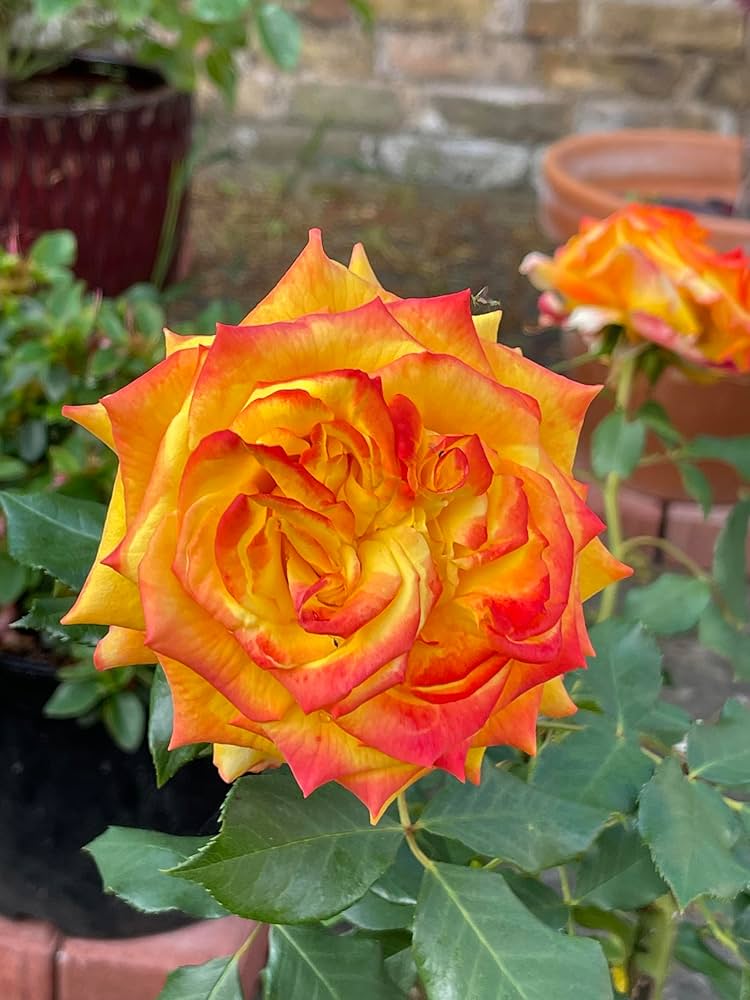 Rose Rosa Hybrida Yellow & Red Rare Hybrid Tea Flower Seeds for Planting – Ideal for Home Garden and Decorative Borders
