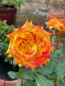 Rose Rosa Hybrida Yellow & Red Rare Hybrid Tea Flower Seeds for Planting – Ideal for Home Garden and Decorative Borders