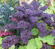 Kale Zier Seeds for a productive addition to the vegetable patch