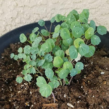 Nasturtium Coir Basket Hybrid Seeds for seasonal color across the Container Gardens