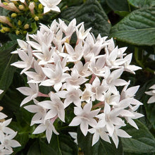 Mixed Pentas Seeds (Pentas lanceolata) for growers filling out the Flower Bed & Garden