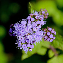 Mistflower Seeds (Conoclinium coelestinum) for a bright addition to the Wildflower Patch