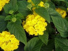 Lantana Camara Seeds grown for yellow Gardening