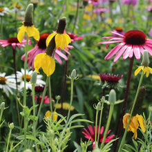 Wildflower Mixed Species Perennial Seeds grown for pollinator Natural Landscaping