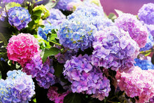 Mixed Color Hydrangea Seeds for long-term planting in the yard