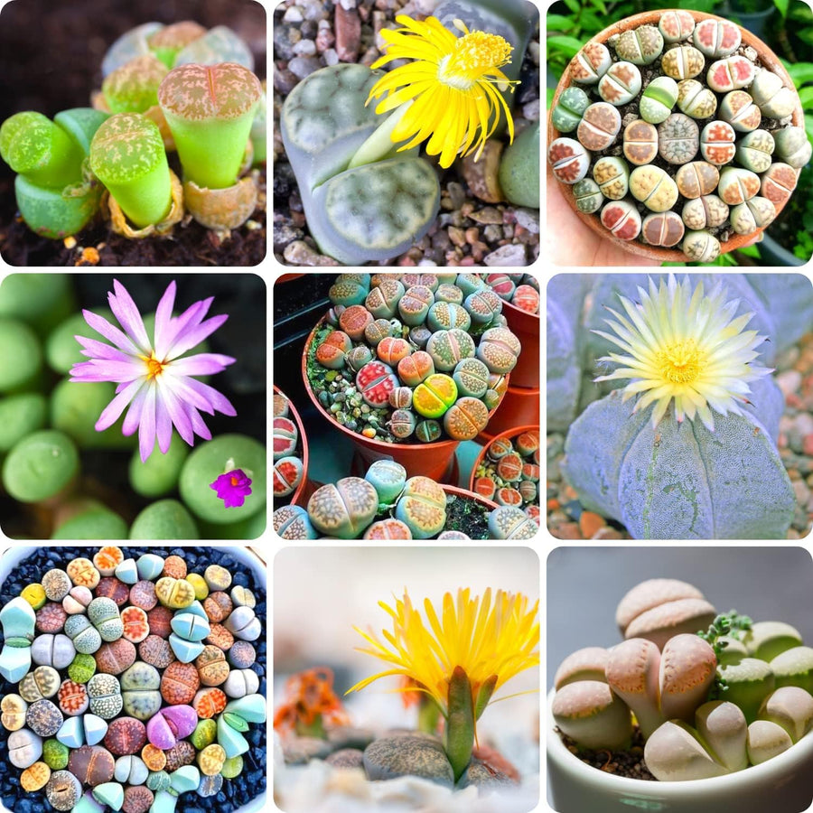 Lithops Lesliei Warrenton seeds (Lithops lesliei) for indoor cactus or succulent gardens