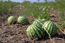 Mixed Watermelon Seeds (Citrullus lanatus) for productive rows in the urban garden home garden