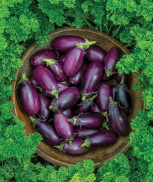 Eggplant Seeds (Solanum melongena) for productive rows in the Vegetable Patch & Garden