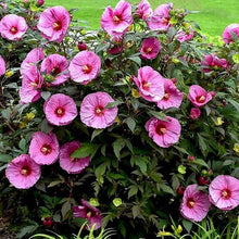 Giant Hibiscus Mixed Colors Hardy Seeds for a colorful addition to any planting