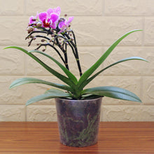 Phalaenopsis Orchid Seeds for reliable seasonal color
