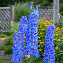 Butterfly Mix Delphinium Seeds for reliable seasonal color