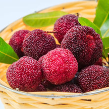 Myrica Rubra Red Bayberry Seeds known for outdoor Fruit Tree Cultivation