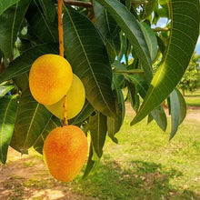 Mango Seeds (Mangifera indica) for sweet homegrown fruit in the Tropical Garden
