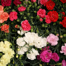 Carnation Dianthus Caryophyllus Balcony Pot Garden Seeds for a bright addition to the Container Gardens