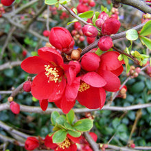 Japanese Quince Seeds (Chaenomeles japonica) for colorful blooms in the Home Garden & Flower Bed