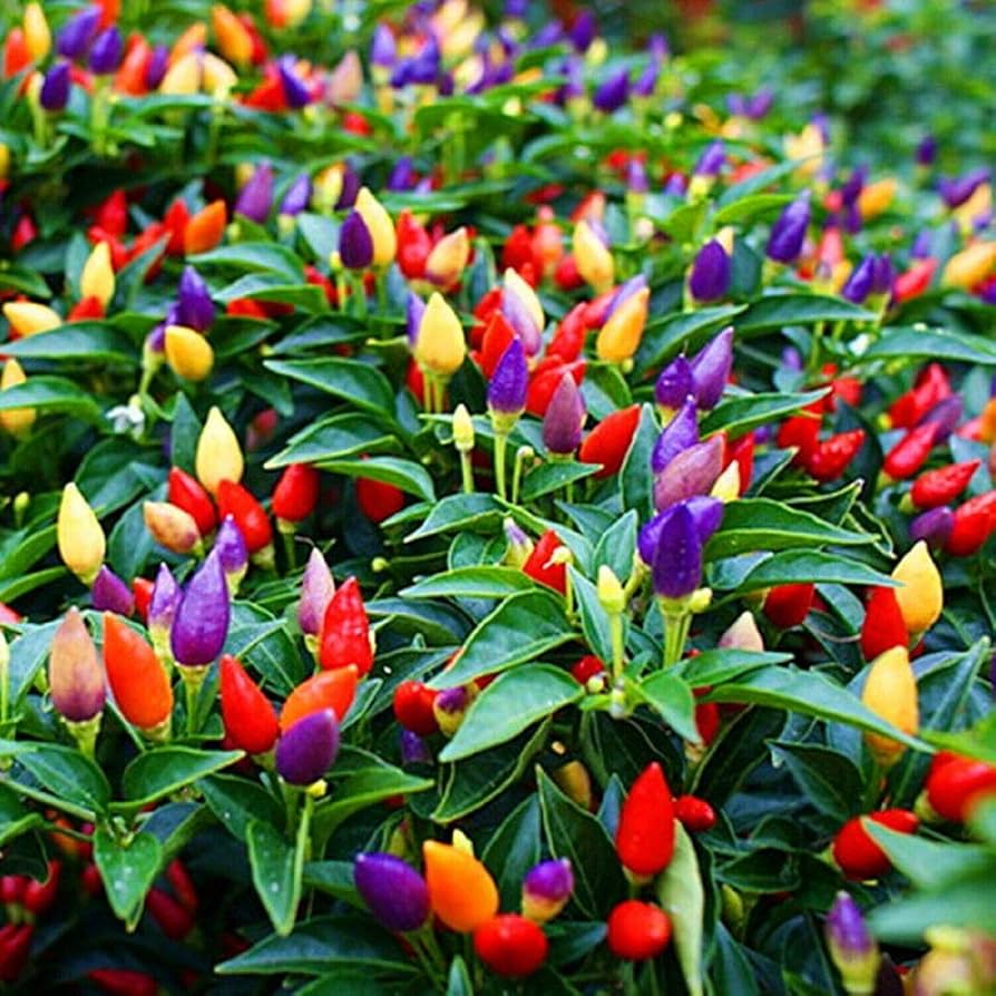 7 (Pot Jonas pepper Capsicum chinense organic hot vegetable) for planting in garden