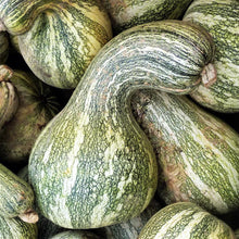 Cushaw Green Striped Pumpkin Seeds for home growers seeking a reliable harvest