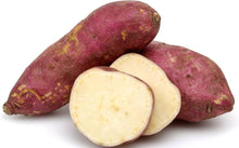 Giant Sweet Potato Ipomoea Batatas Seeds for home growers seeking a reliable harvest