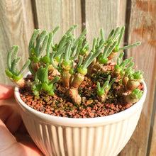 Bunny Ears Lithops Pseudotruncatella Succulent Seeds for easy-care planting in the Indoor Decorative Rock Gardens