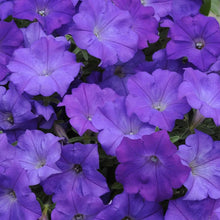 Rare Petunia Hybrid Seeds (Petunia spp.) for colorful blooms in the Flower Bed & Urban Garden