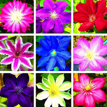 Clematis Mixed Seeds for long-term planting in the yard