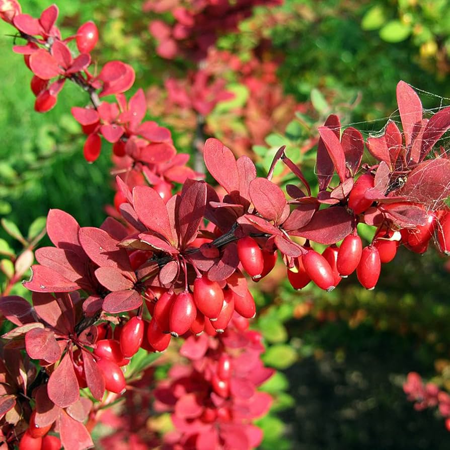 Berberis Thunbergii tree seeds