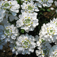 Sempervirens Evergreen Seeds for a colorful addition to any planting
