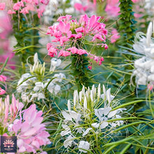 Cleome White Queen Flower - for planting in home garden
