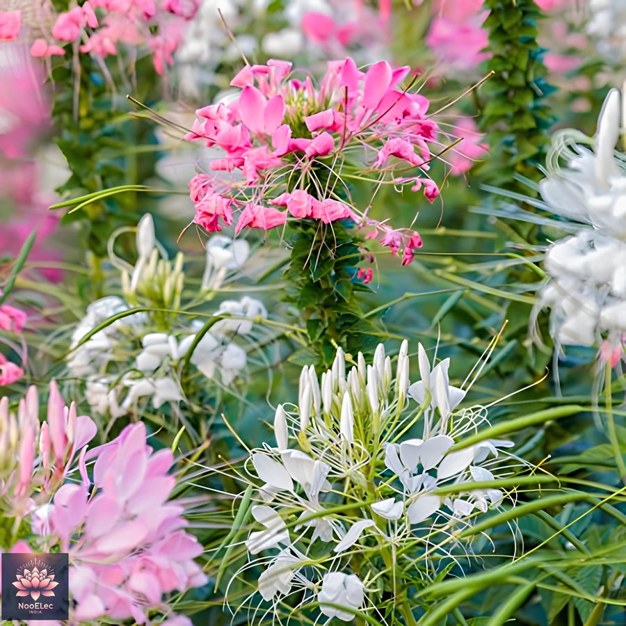 Cleome White Queen Flower - for planting in home garden