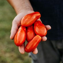 Polierpaste Tomato Seeds (Solanum lycopersicum) for a reliable harvest in the home garden and vertical gardening