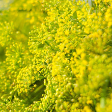 Endive Cichorium Endivia Batavian Leafy Seeds for seasonal color across the Market Gardens
