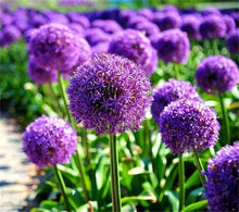 Giant Allium Seeds (Allium giganteum) for colorful blooms in the Ornamental Flower Bed