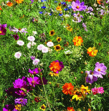 Seeker Mixed Annual Seeds for growers seeking a long-blooming display