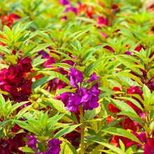 Light Purple Impatiens Balsamin Seeds for gardeners building out beds and borders