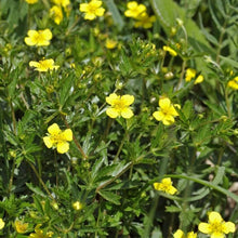Tormentil Seeds (Potentilla erecta) for a lasting display in the Wildflower Meadow