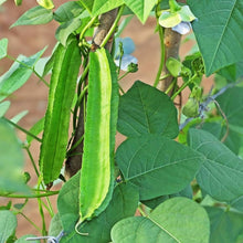 Winged Bean Seeds (Psophocarpus tetragonolobus) for a fresh homegrown crop from the Vegetable Patch