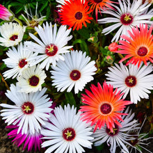Heirloom Mongimbryanthemum Seeds for a homegrown harvest from the Flower Garden
