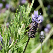 French Lavender Seeds for cooks growing their own fresh herbs