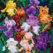 Iris Iris Germanica Two-Color Heirloom Perennial Bonsai Seeds for a lasting addition to the Garden Bonsai Display