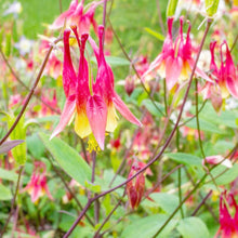 Akelei Wild Red Canadian Seeds (Aquilegia canadensis) for growers filling out the Flower Urban Garden