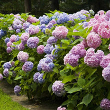 Army Green: Double Sale Hydrangea Seeds for a lasting addition to the landscape