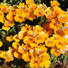 Nemesia Nemesia Strumosa Orange Prince Seeds for growers planting the Garden Edging